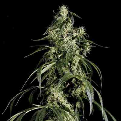 Arjan\'s Haze 1 > Green House Seed Company | Semillas feminizadas  |  Sativa